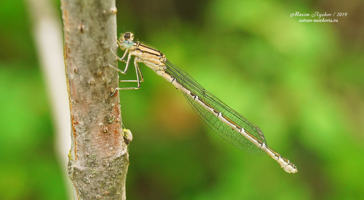 Стрелка голубая (Enallagma cyathigerum). Самка