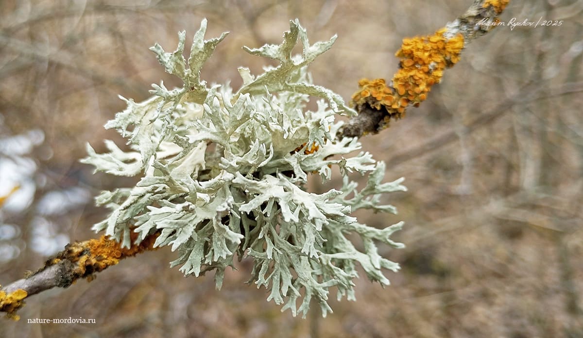Эверния сливовая (Evernia prunastri). 