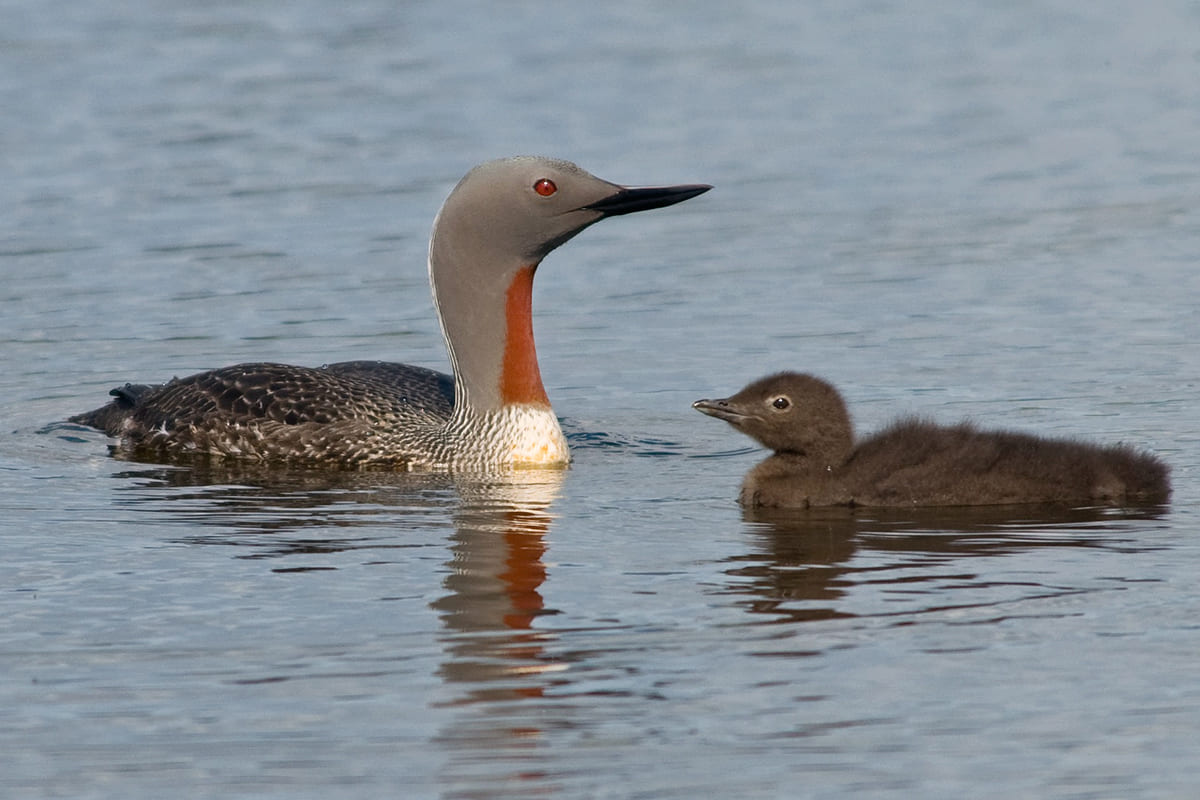 Краснозобая гагара Gavia stellata