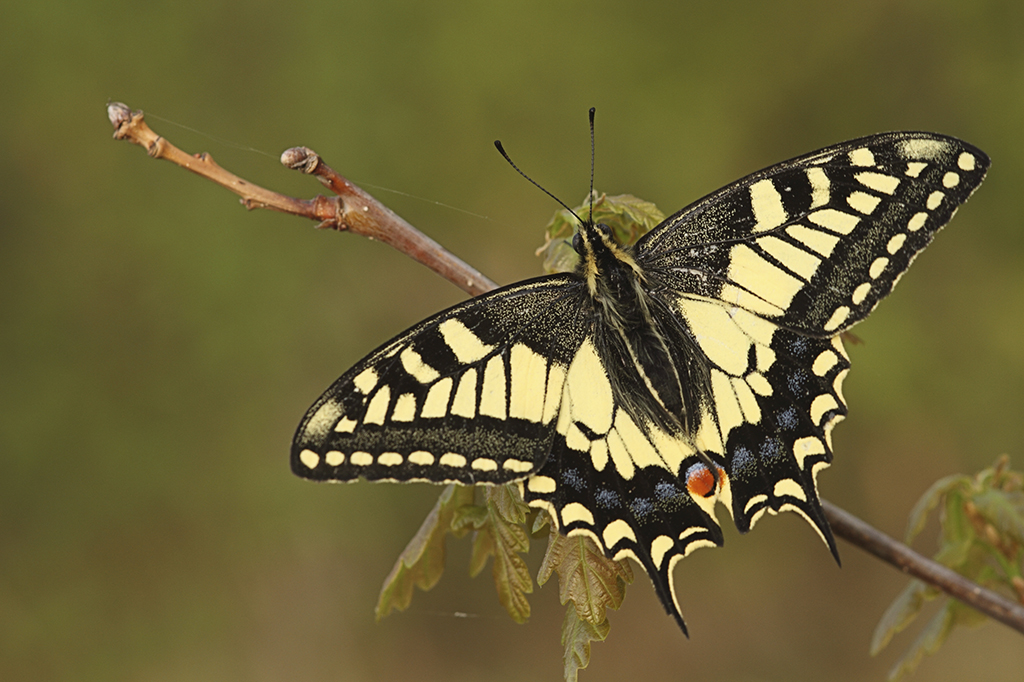 Махаон (Papilio machaon)