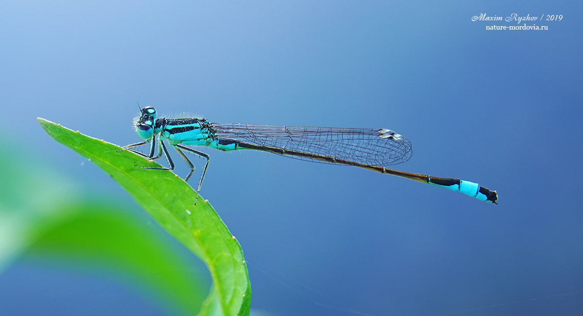 Стрелка изящная (Ischnura elegans).