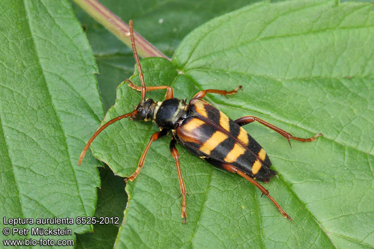 Leptura aurulenta