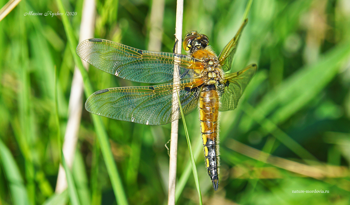Стрекоза четырехпятнистая (Libellula quadrimaculata)
