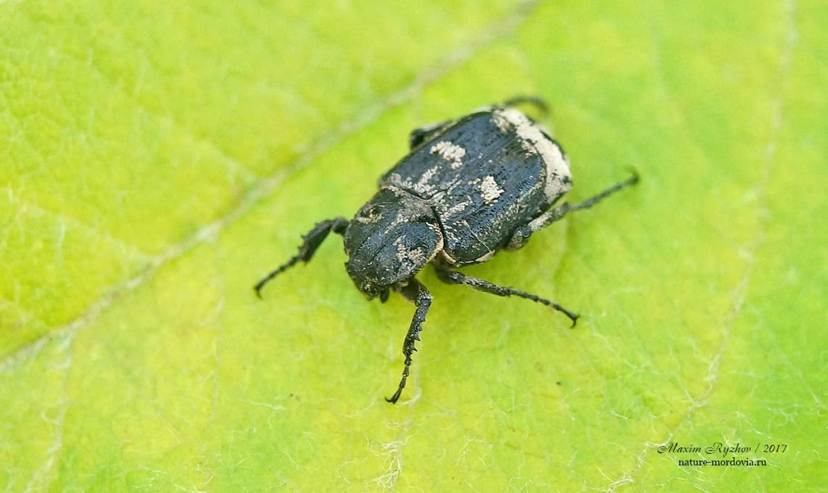 Пестряк короткокрылый (Valgus hemipterus)