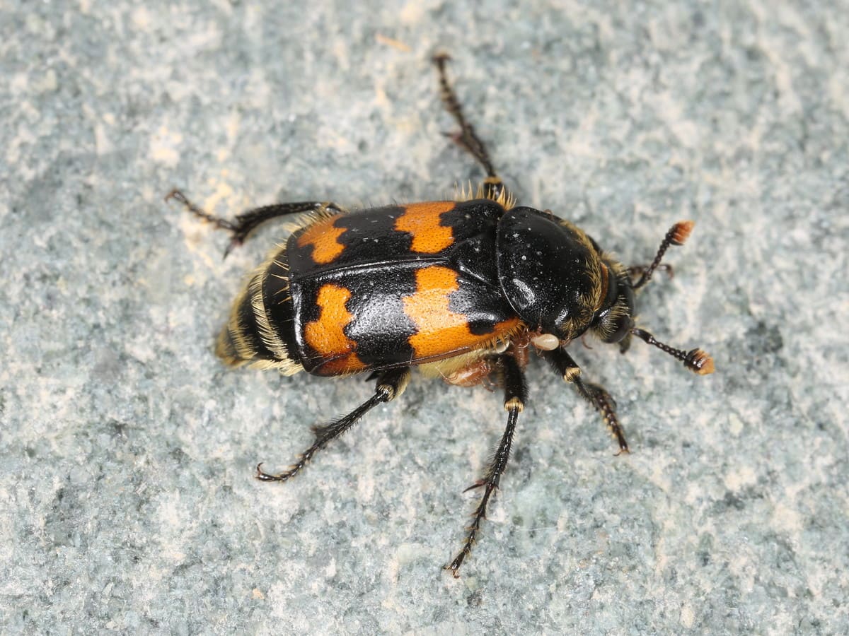 Обыкновенный могильщик (Nicrophorus vespillo). фото с Flickr.com