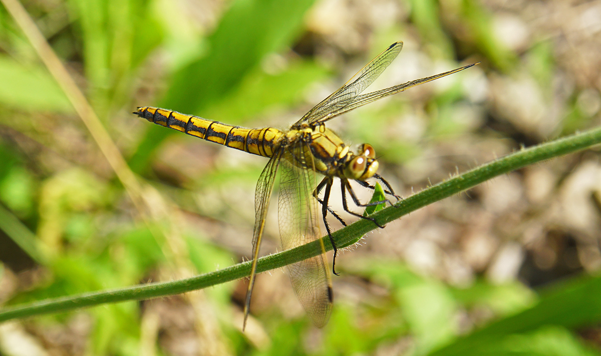 Стрекоза решетчатая (Orthetrum cancellatum)