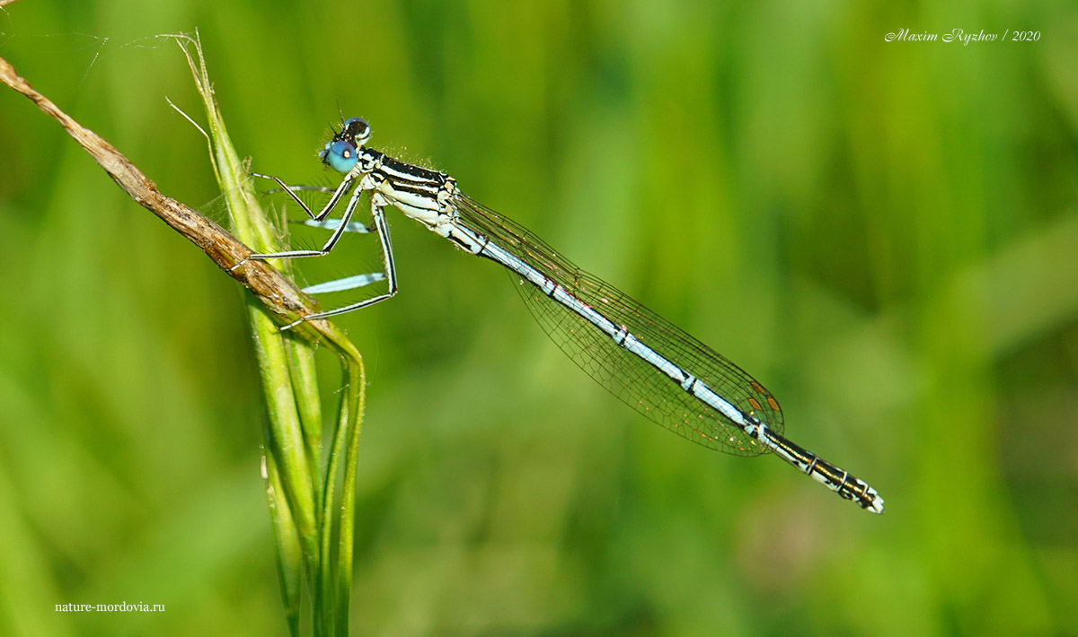 Самка плосконожки обыкновенной (Platycnemis pennipes). Синяя форма