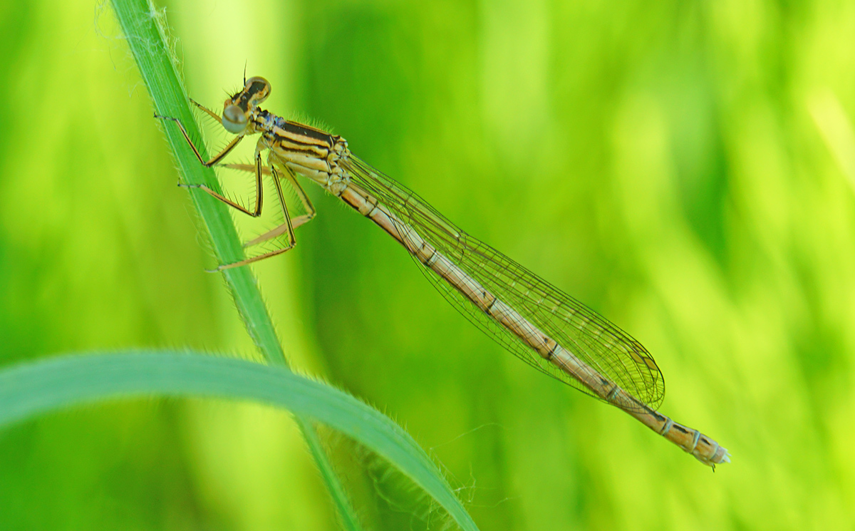 Самка плосконожки обыкновенной (Platycnemis pennipes). Желтая цветовая форма.