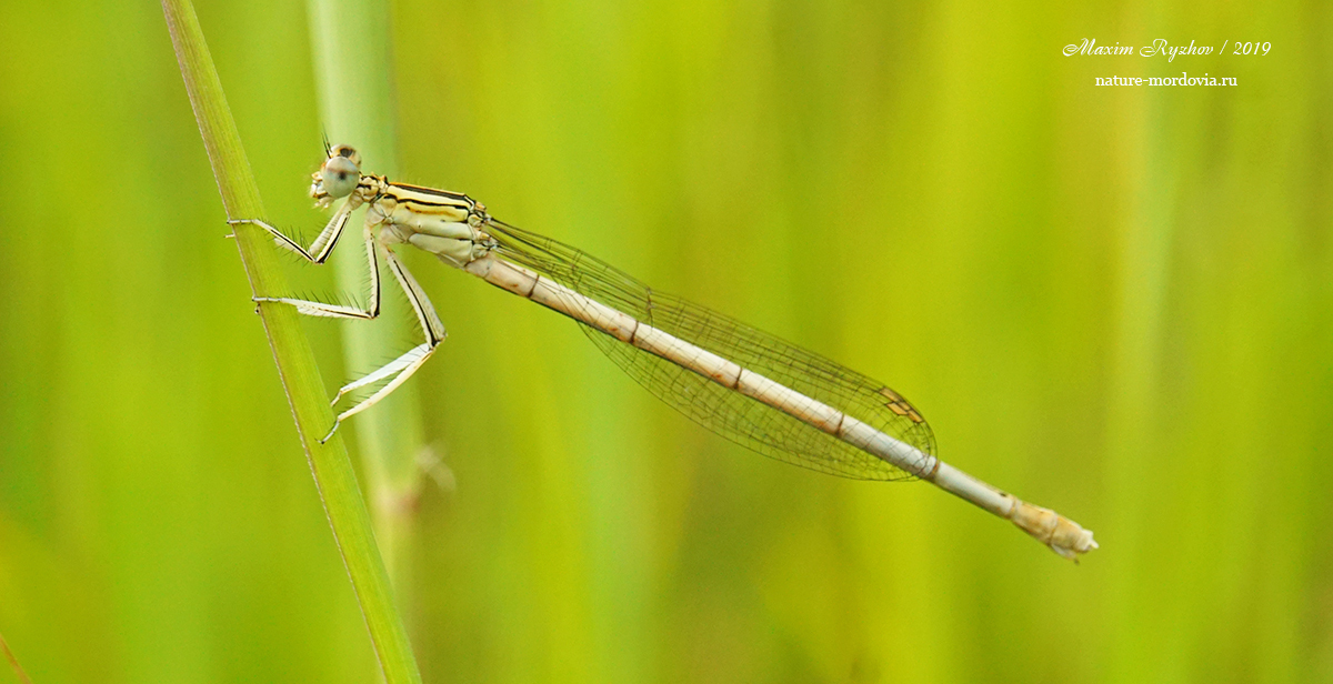 Плосконожка обыкновенная (Platycnemis pennipes)