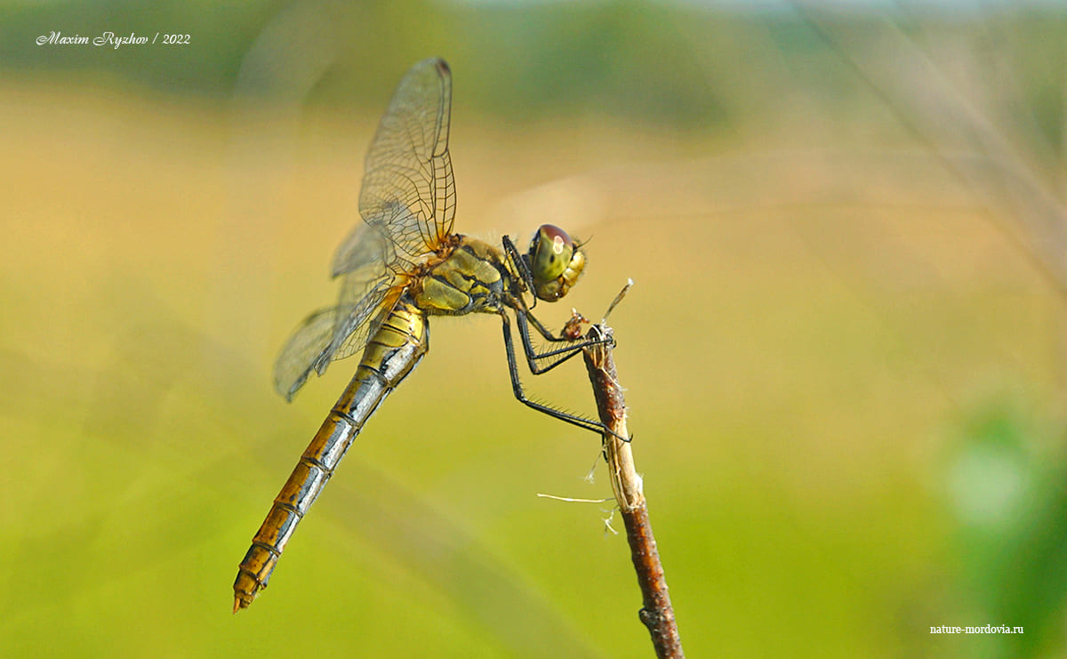 Стрекоза кроваво-красная (Sympetrum sanguineum)
