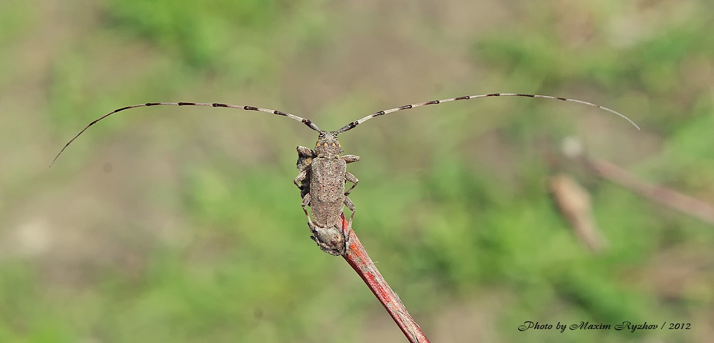 Усач серый длинноусый Acanthocinus aedilis (Linnaeus, 1758).