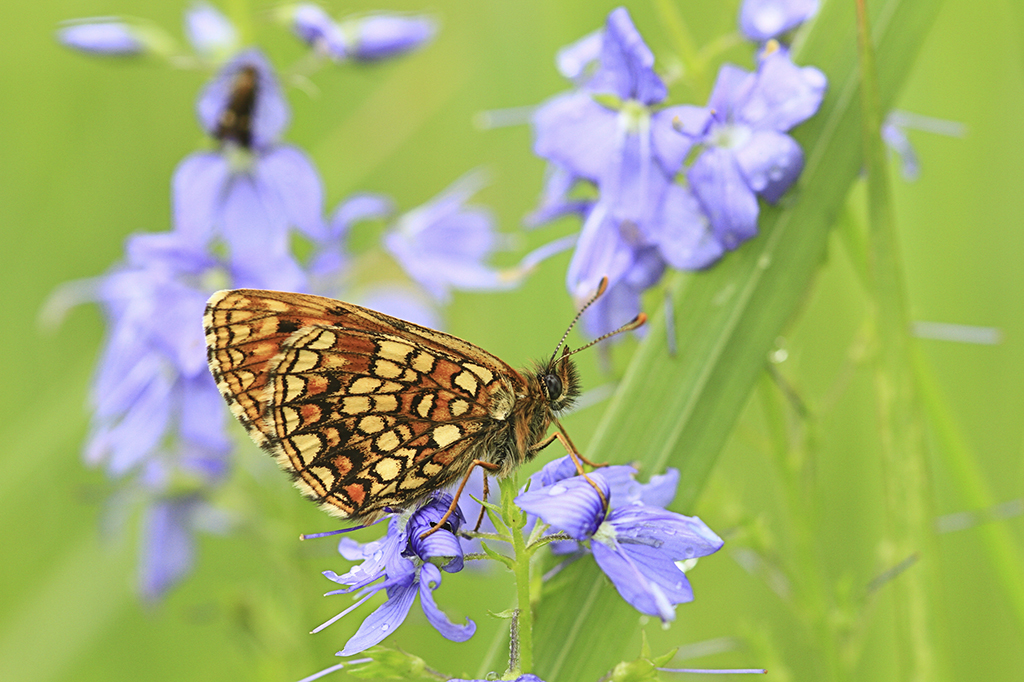 Шашечница Диамина (Melitaea diamina)