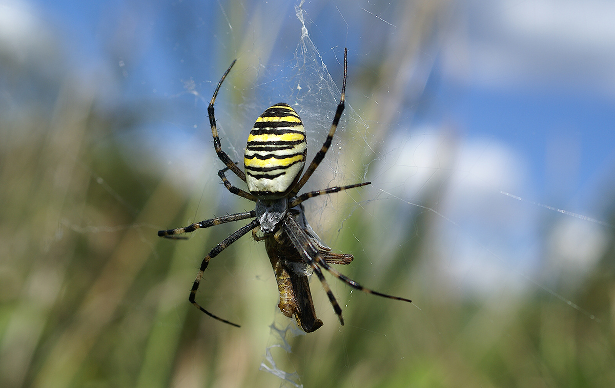 Аргиопа (Argiope bruennichi)