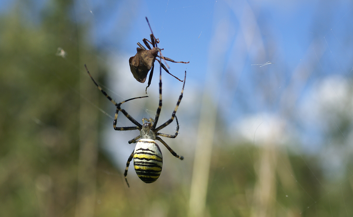 Аргиопа (Argiope bruennichi)