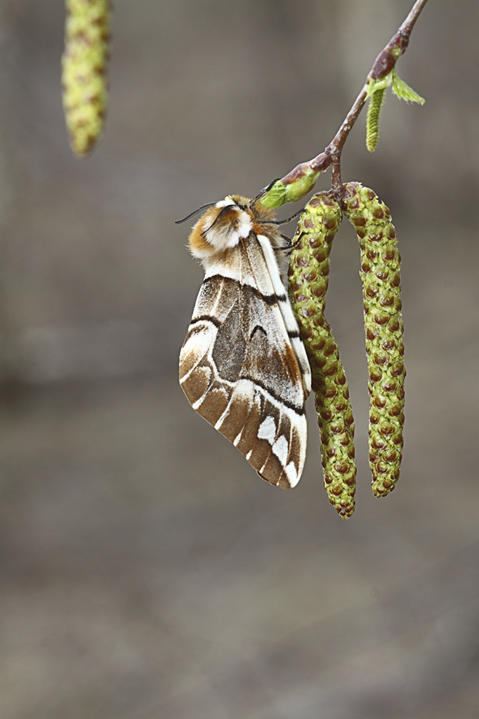 Берёзовый шелкопряд (Endromis versicolora)