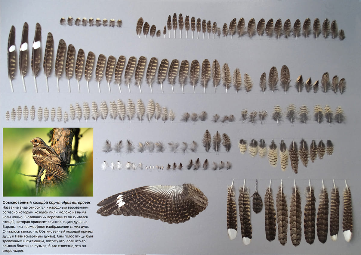 Козодой (Caprimulgus europaeus)