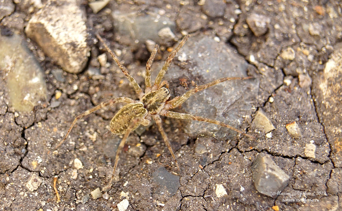 Аллагелена тонкая (Allagelena gracilens)