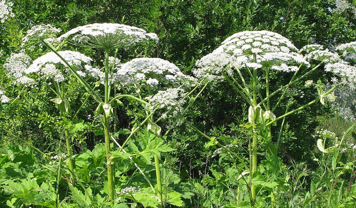 Борщевик Сосновского (Heracleum sosnowskyi)