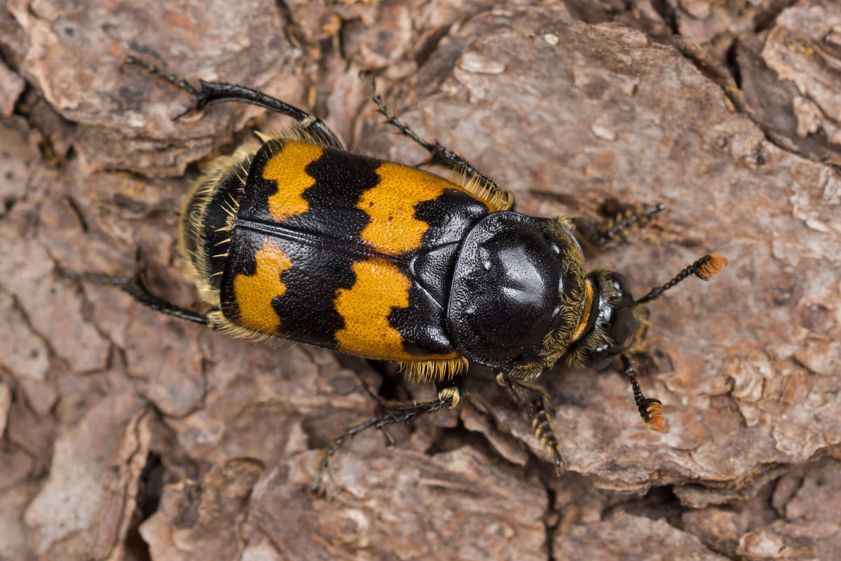 Обыкновенный могильщик (Nicrophorus vespillo). Фото с сайта inaturalist.org