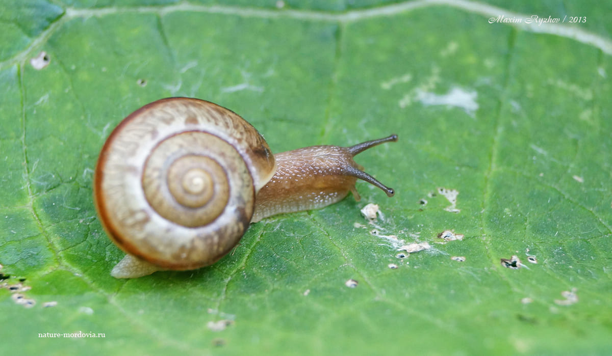 Кустарниковая улитка (Fruticicola fruticum)