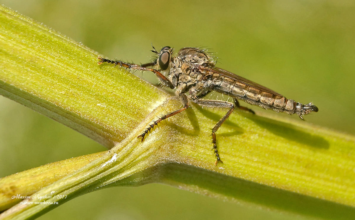 Толмерус черноволосый (Tolmerus atricapillus)