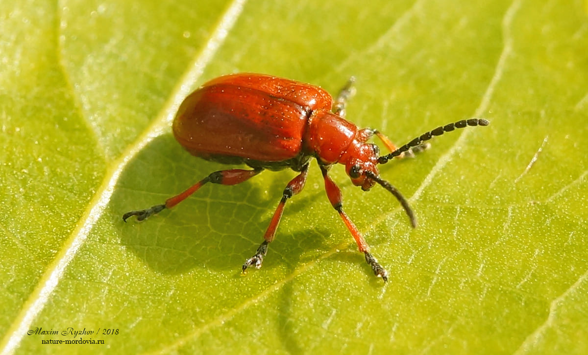 Трещалка луковая (Lilioceris merdigera)