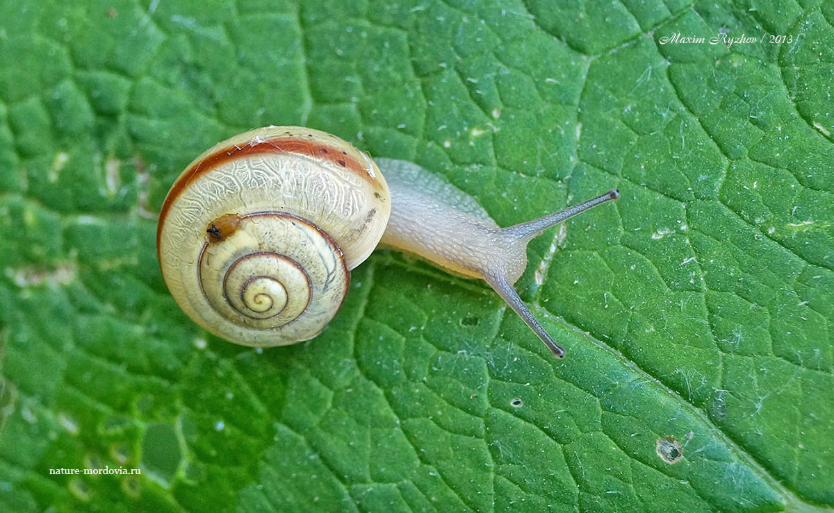 Кустарниковая улитка (Fruticicola fruticum)