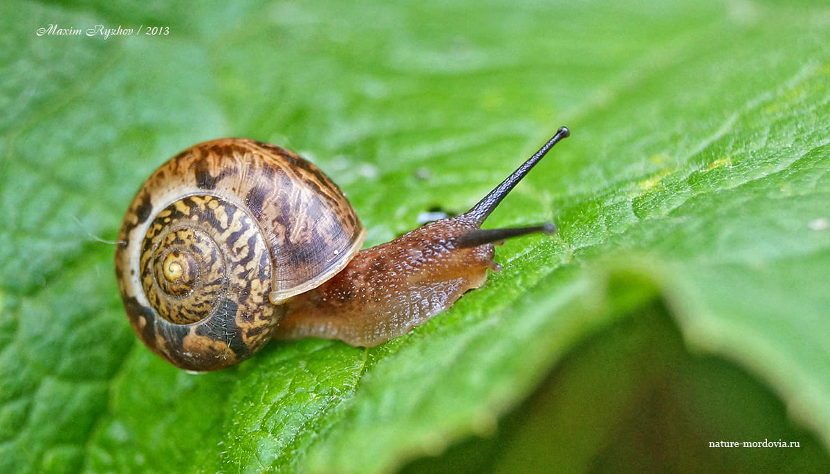 Кустарниковая улитка (Fruticicola fruticum)