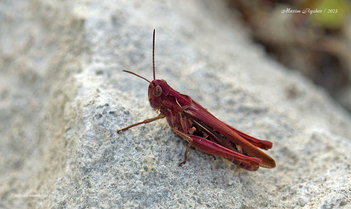 Конёк обыкновенный (Chorthippus brunneus)