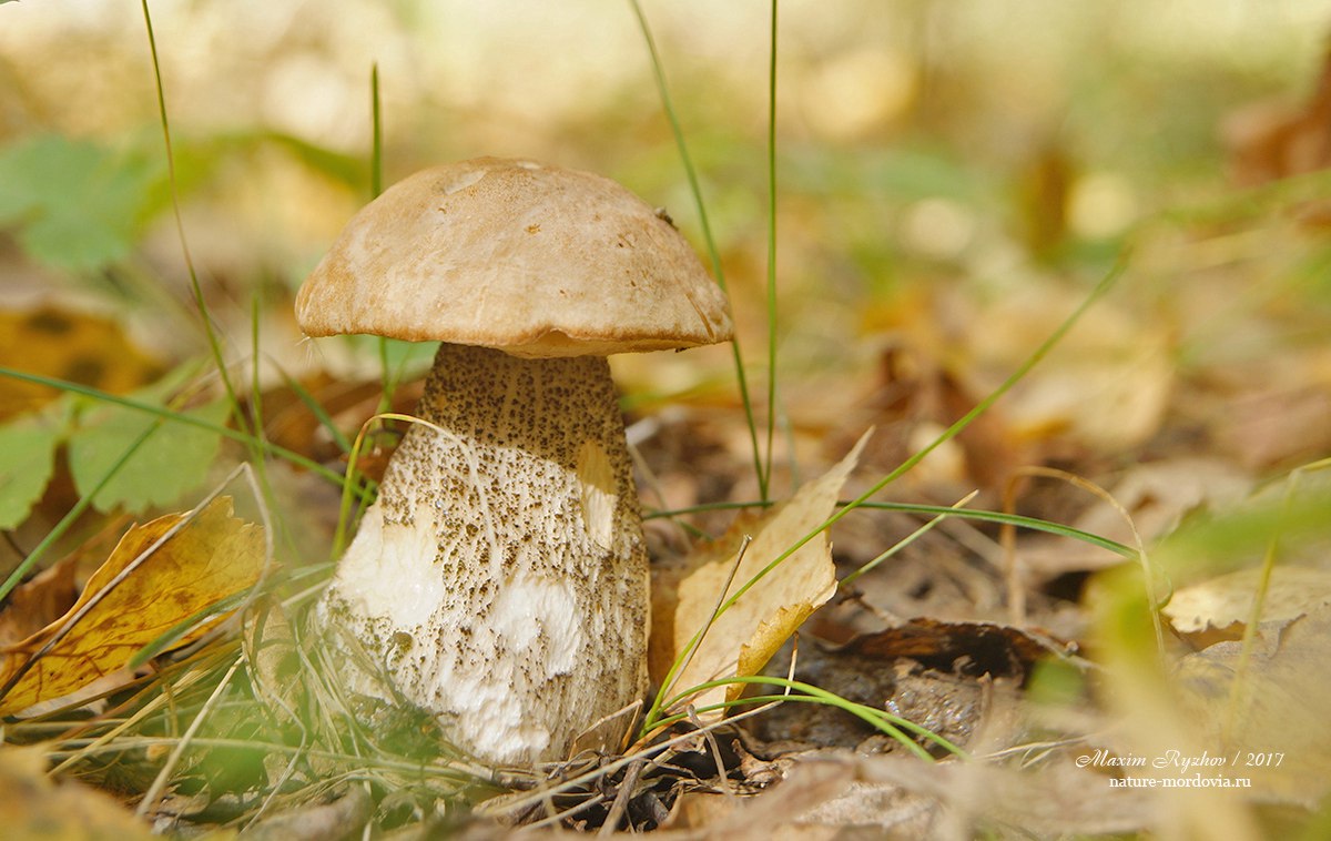 Подберезовик обыкновенный (Leccinum scabrum)