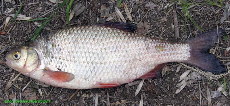 Плотва Rutilus rutilus (Linnaeus, 1758)
