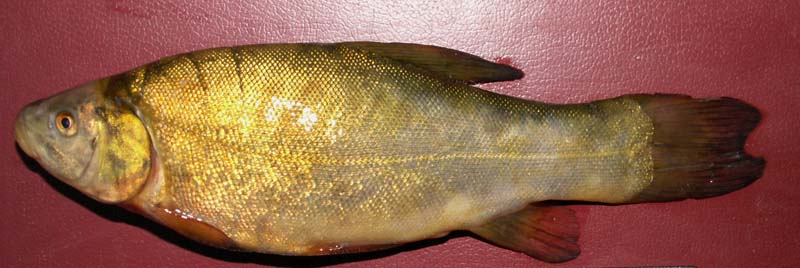 Линь Tinca tinca (Linnaeus, 1758)